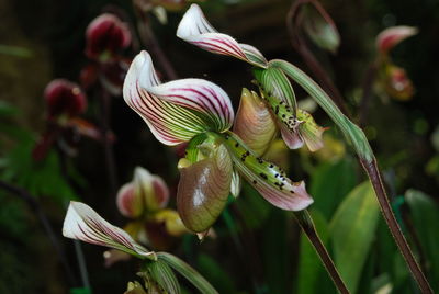 Close-up of flowering plant