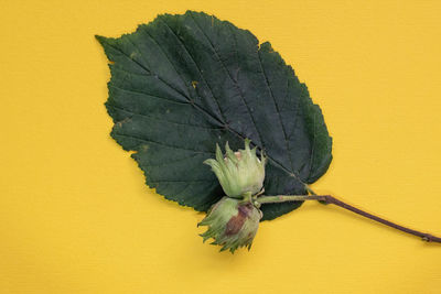 Close-up of plant against yellow wall