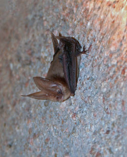 High angle view of lizard on rock
