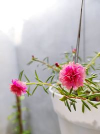 Close-up of pink flowering plant