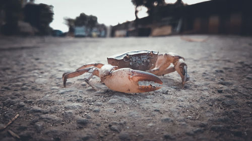 crab