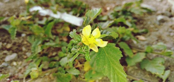 Close-up of flowering plant