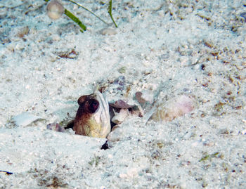 High angle view of frog on rock