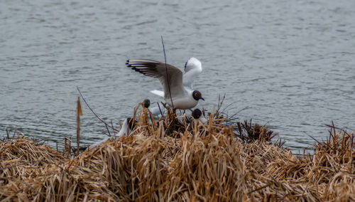 Birds on shore