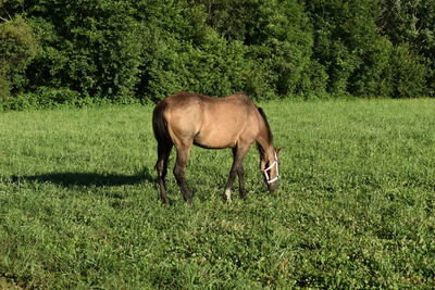 Horse grazing in field