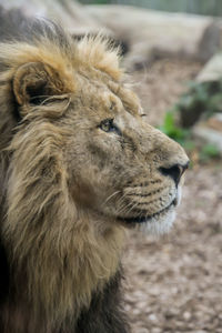 Close-up of a cat looking away