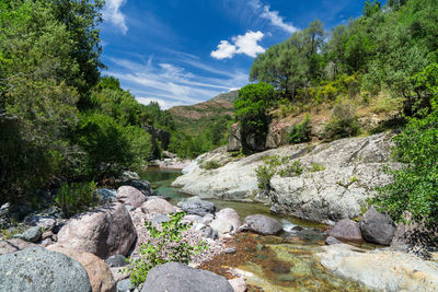 Scenic view of river amidst trees against sky