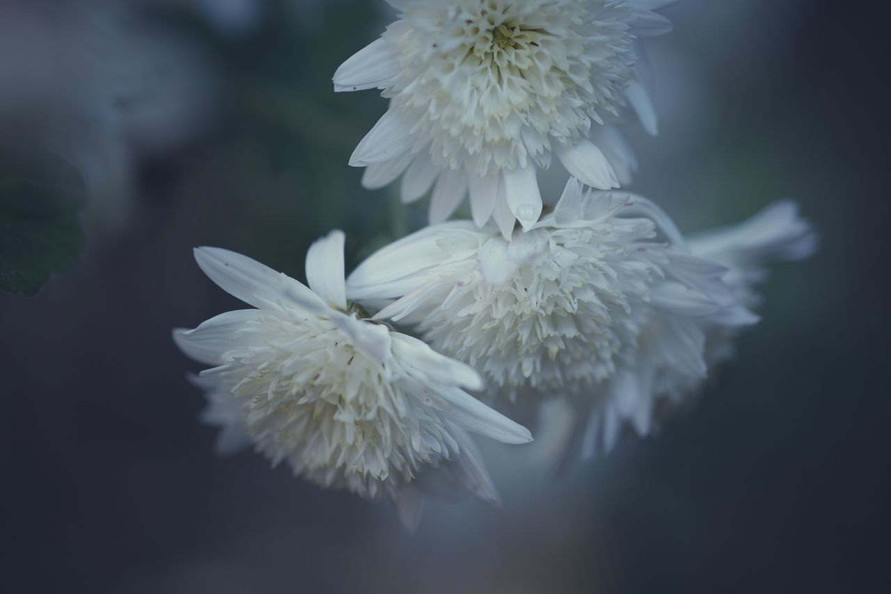 flower, white color, nature, petal, beauty in nature, fragility, flower head, no people, plant, growth, close-up, outdoors, freshness, day