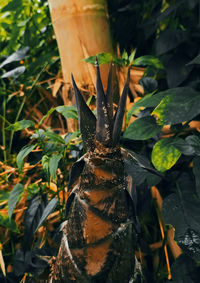 High angle view of potted plant on field