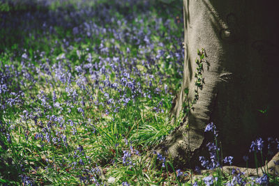 Flowers blooming in field near tree