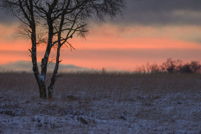 Bare tree on field against sky during sunset