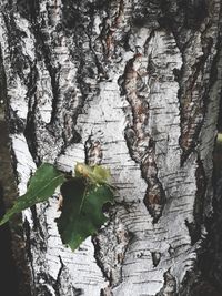 Full frame shot of tree trunk