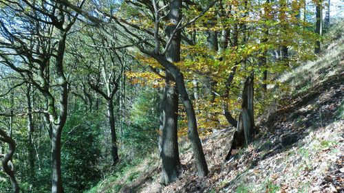 Trees in forest