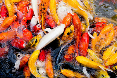 High angle view of vegetables on barbecue grill