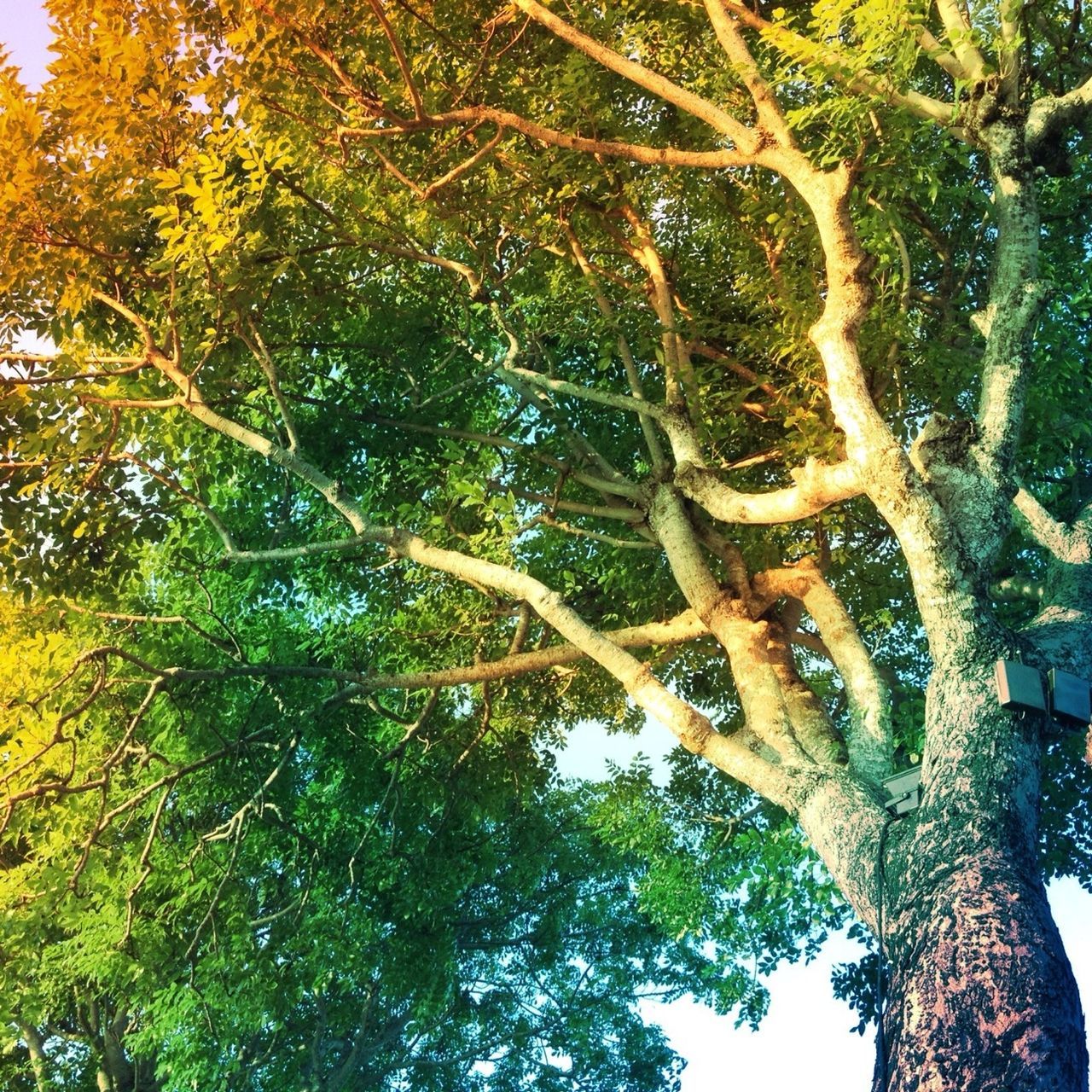 tree, branch, low angle view, growth, nature, tree trunk, tranquility, beauty in nature, clear sky, day, outdoors, sunlight, green color, scenics, leaf, autumn, no people, forest, change, tranquil scene