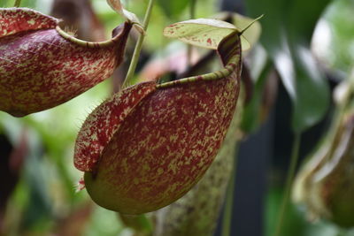 Close-up of carnivorous plant growing in garden