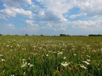 Yellow flowers growing in field