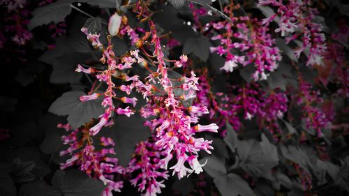 Close-up of pink flower