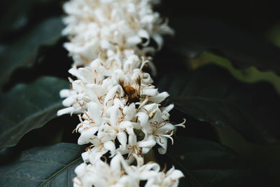 Close-up of white flowering plant