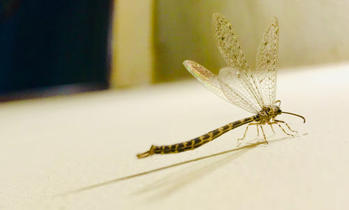 Close-up of insect on flower