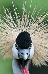 Portrait of grey crowned crane