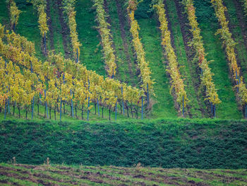 Scenic view of field in forest during autumn