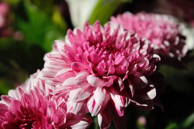 Close-up of pink flowers blooming outdoors
