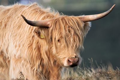 Highland cow looking away