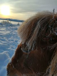 Close-up of an animal