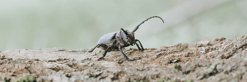 Close-up of insect on rock