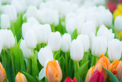 Close-up of white tulips