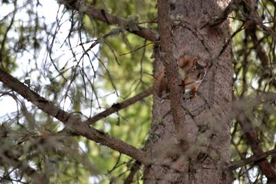 Low angle view of lizard on tree