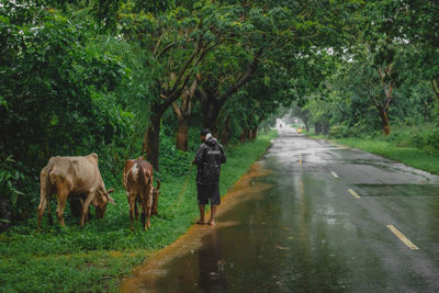 Rear view of man with cows walking on wet road