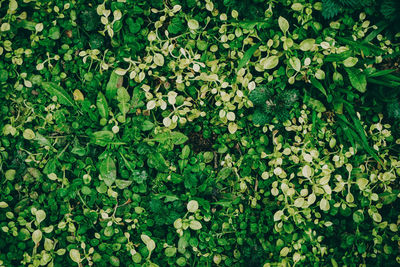 Full frame shot of ivy growing on field