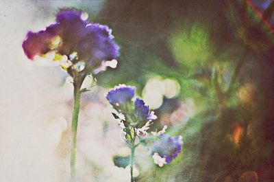 Close-up of purple flowers blooming