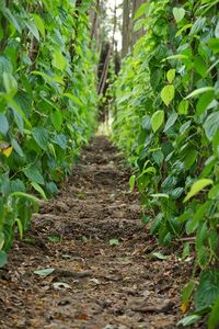 Footpath amidst plants in forest