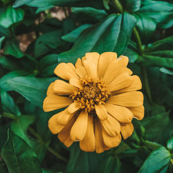 Close-up of flower on leaf