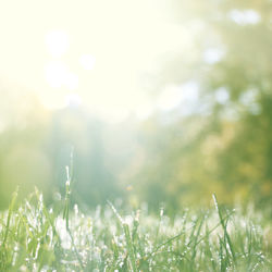 Close-up of grass on field against sky