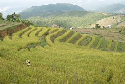 Scenic view of agricultural field