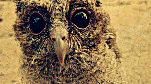 Close-up portrait of owl