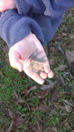 Close-up of cropped hand holding plant