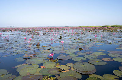 Pink lotus water lily in lake against sky