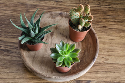 Three mini cactus and succulent on a wooden plate.