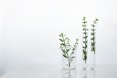 Close-up of potted plant against white background