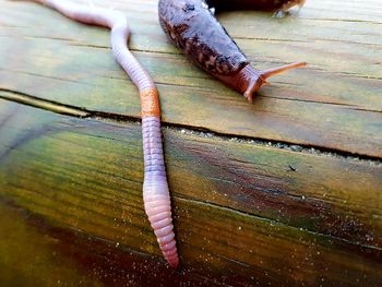 Close-up of lizard on wood