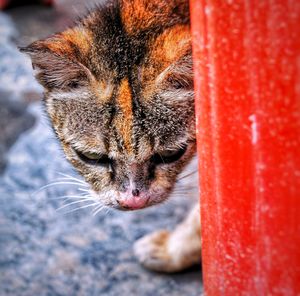 Close-up portrait of cat