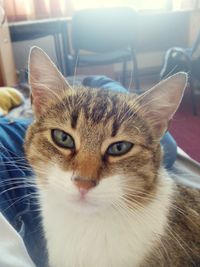 Close-up portrait of cat