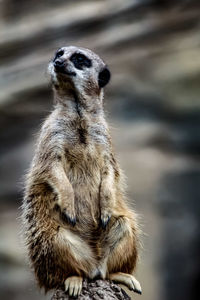 Close-up of meerkat sitting in zoo