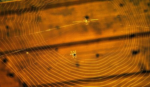 Full frame shot of spider web