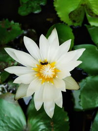 Close-up of white water lily